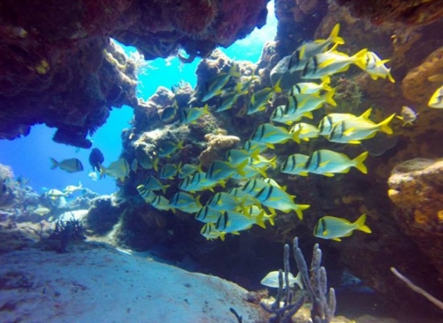 Descubre la belleza en el fondo del Mar Caribe 